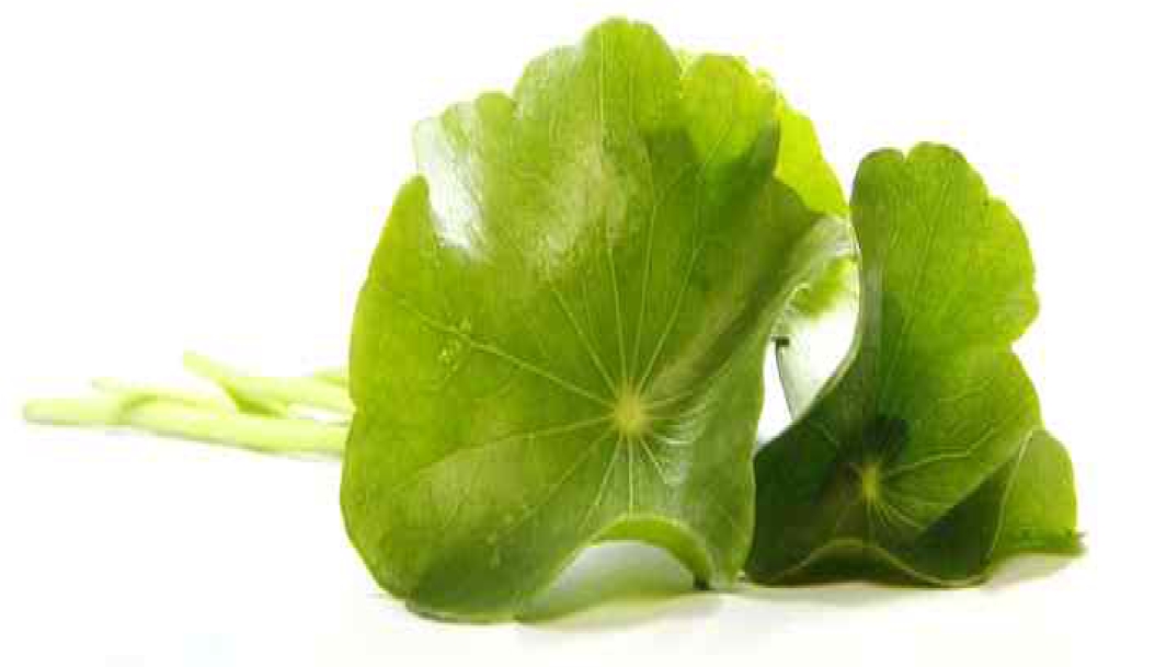 <Fig. 1>